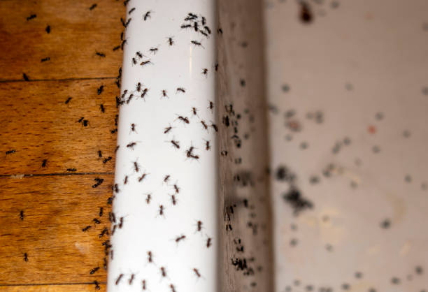 Best Affordable Pest Control Services  in Dickson, OK