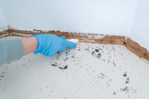 Best Local Pest Control Services  in Dickson, OK